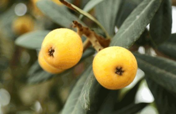 ！买塘栖枇杷摘塘栖枇杷吃喽！麻将胡了app最新最全攻略