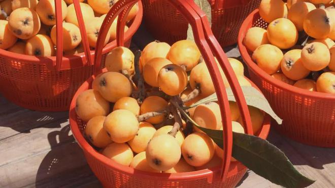 !买塘栖枇杷摘塘栖枇杷吃喽!麻将胡了app最新最全攻略(图3) !买塘栖枇杷摘塘栖枇杷吃喽!麻将胡了app最新最全攻略(图3)