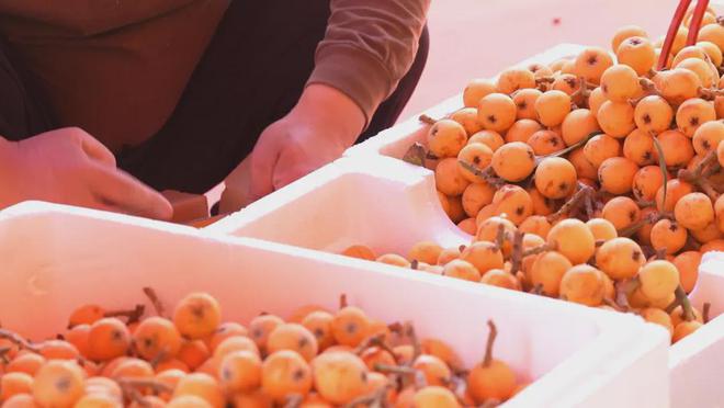 !买塘栖枇杷摘塘栖枇杷吃喽!麻将胡了app最新最全攻略(图6) !买塘栖枇杷摘塘栖枇杷吃喽!麻将胡了app最新最全攻略(图6)